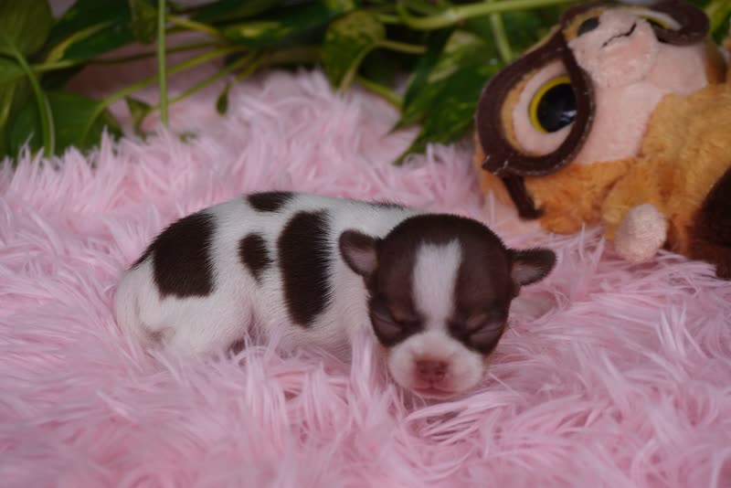 Chihuahua lứa Xoài – Bé 1