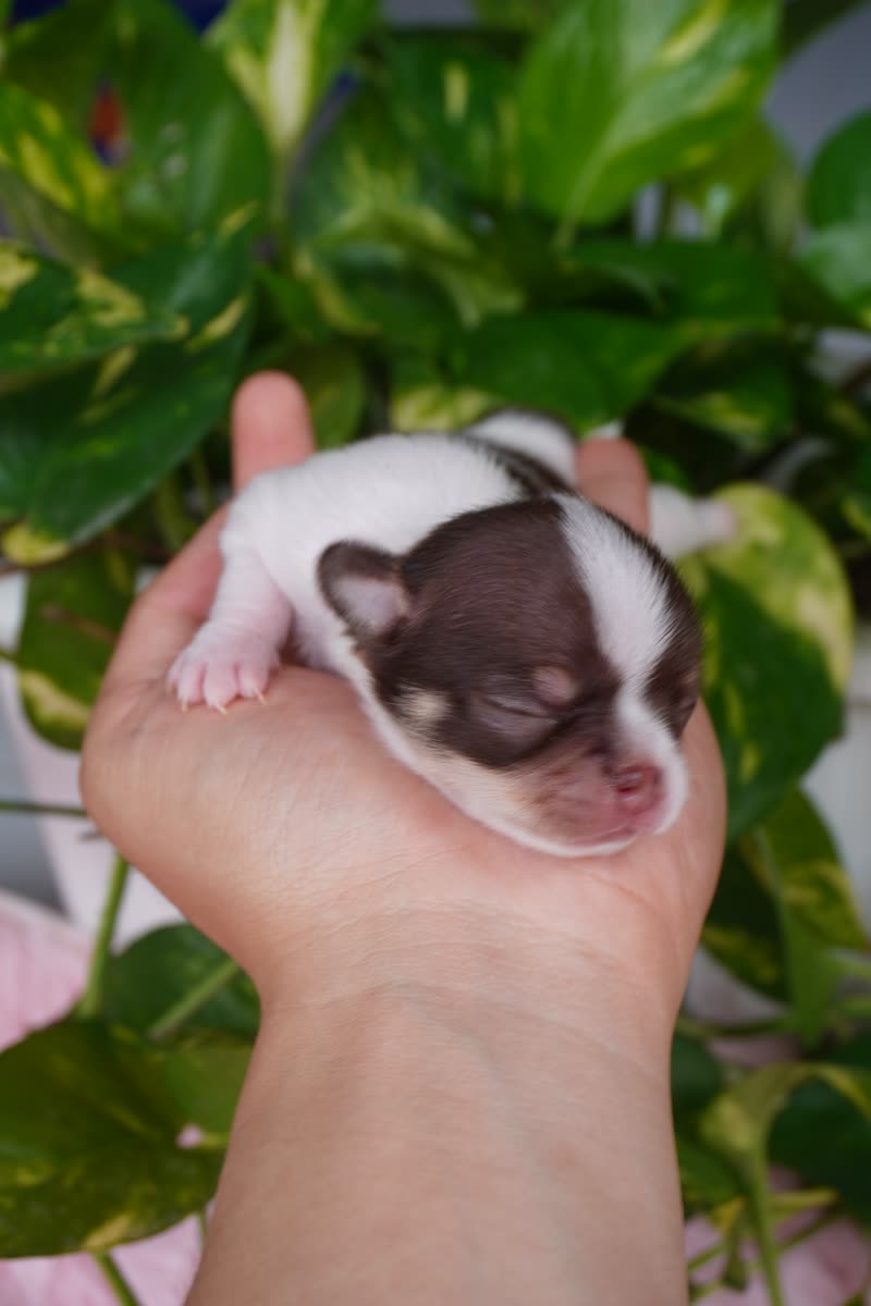 Chihuahua lứa Xoài – Bé 2