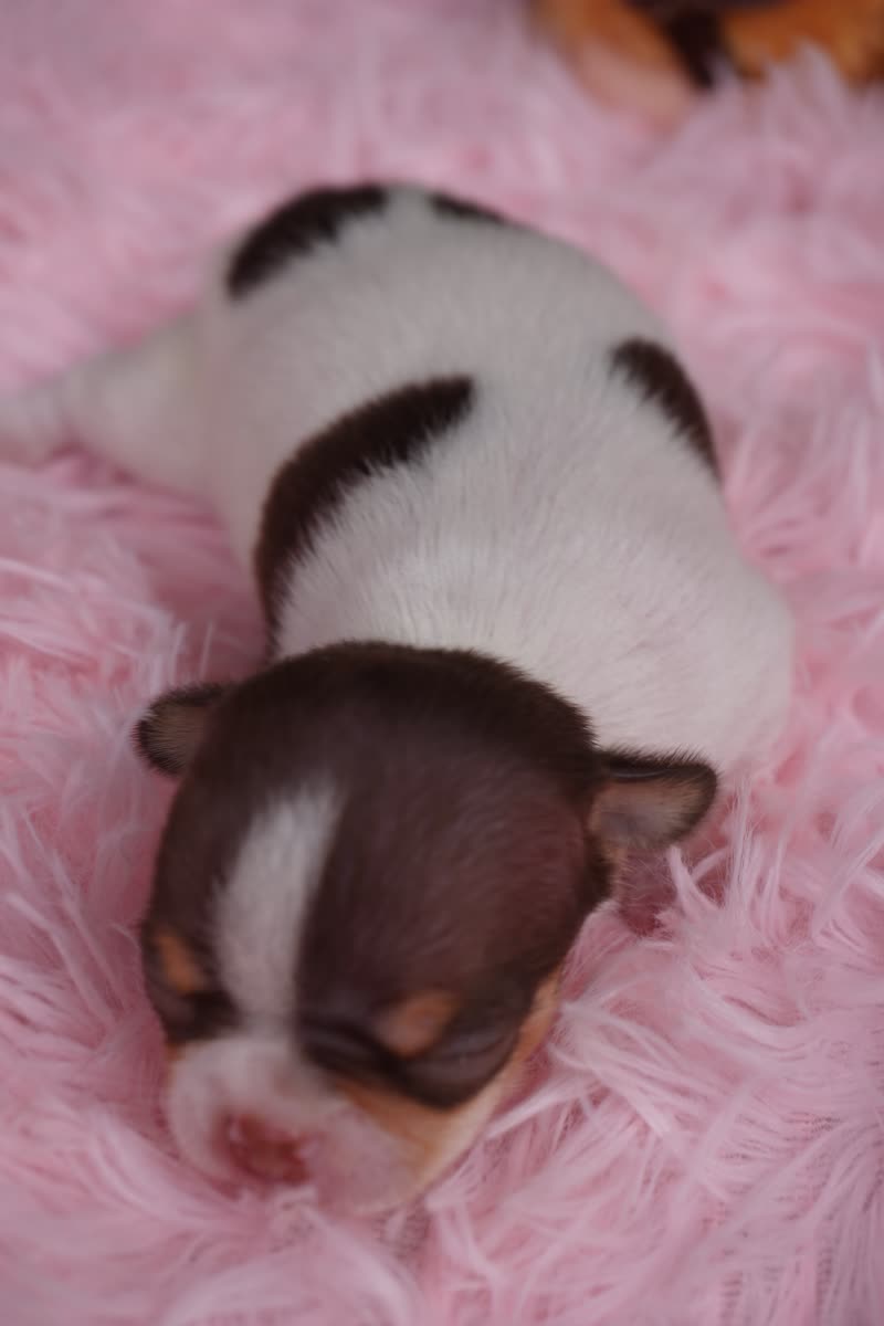 Chihuahua lứa Xoài – Bé 3