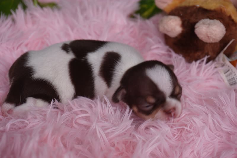 Chihuahua lứa Xoài – Bé 4