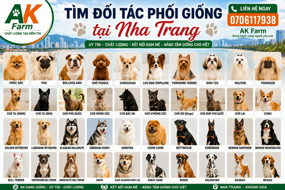 Tìm đối tác phối giống tại Nha Trang – khoảng 40 giống chó