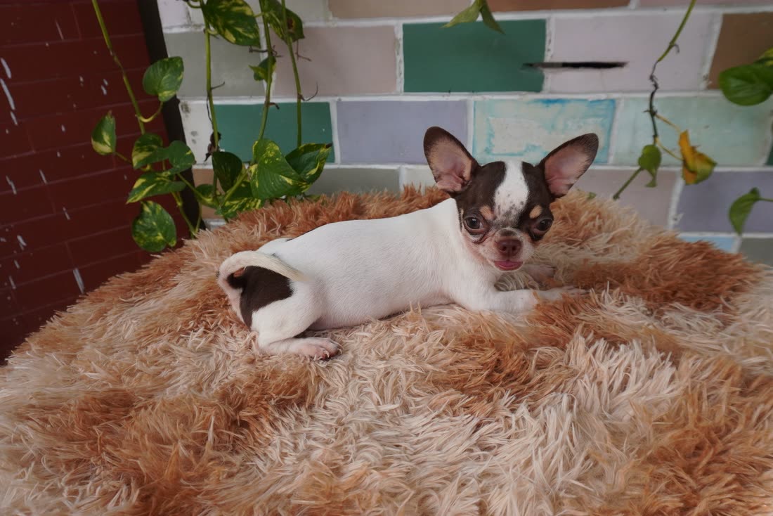Chihuahua của AK Farm nằm trên nệm lông