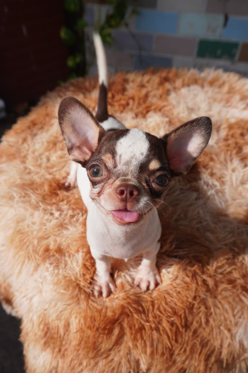 Chó Chihuahua