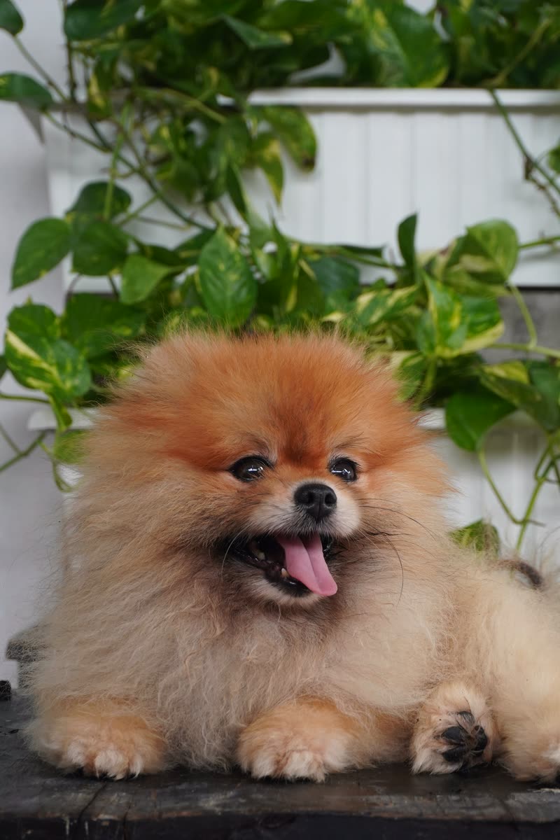 Chó Pomeranian giống của AK Farm