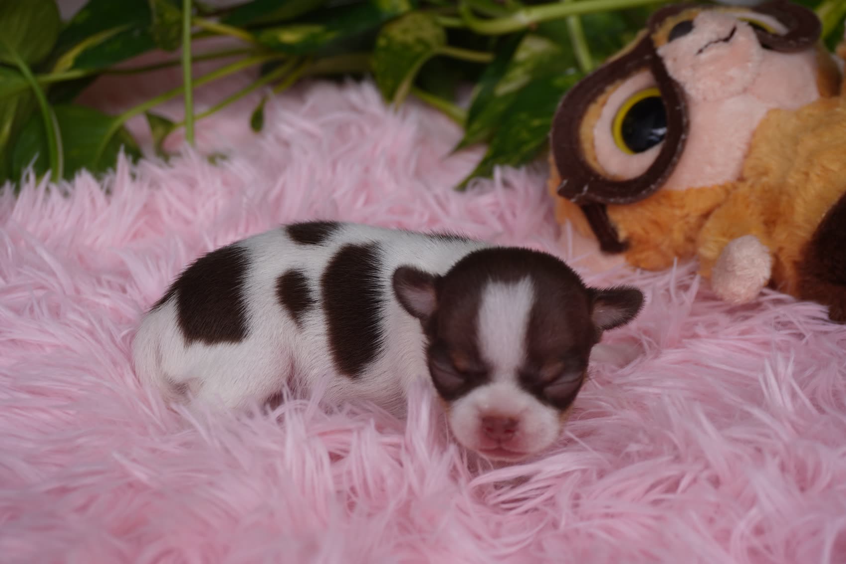 Chihuahua con lứa của Xoài