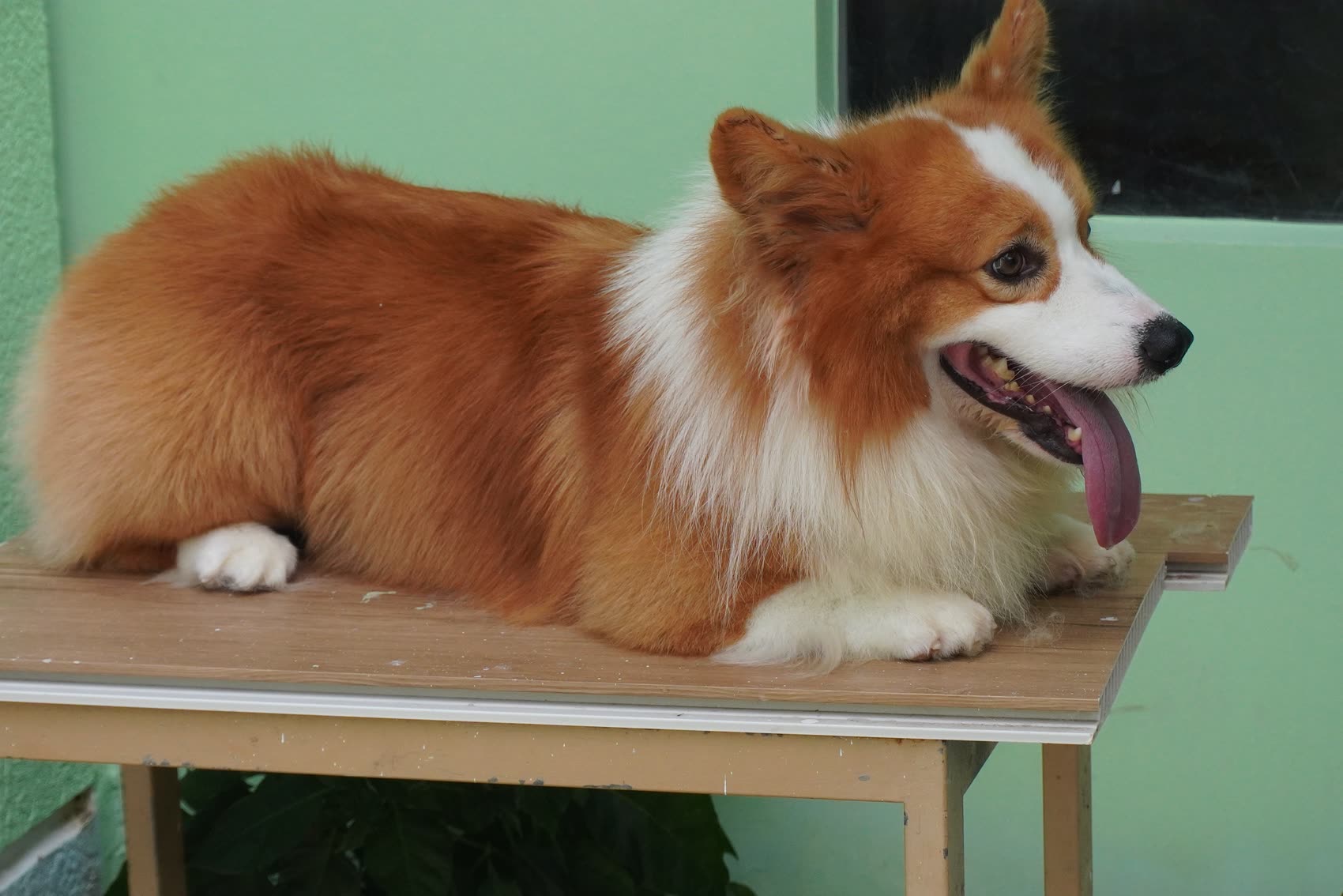 Chú chó Corgi thư giãn tại AK Farm