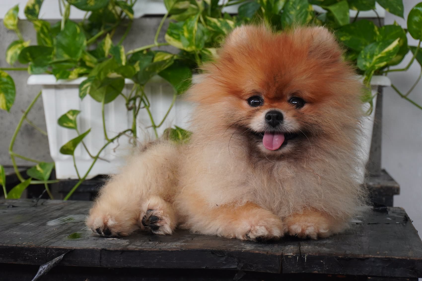 Chó Pomeranian MG của AK Farm