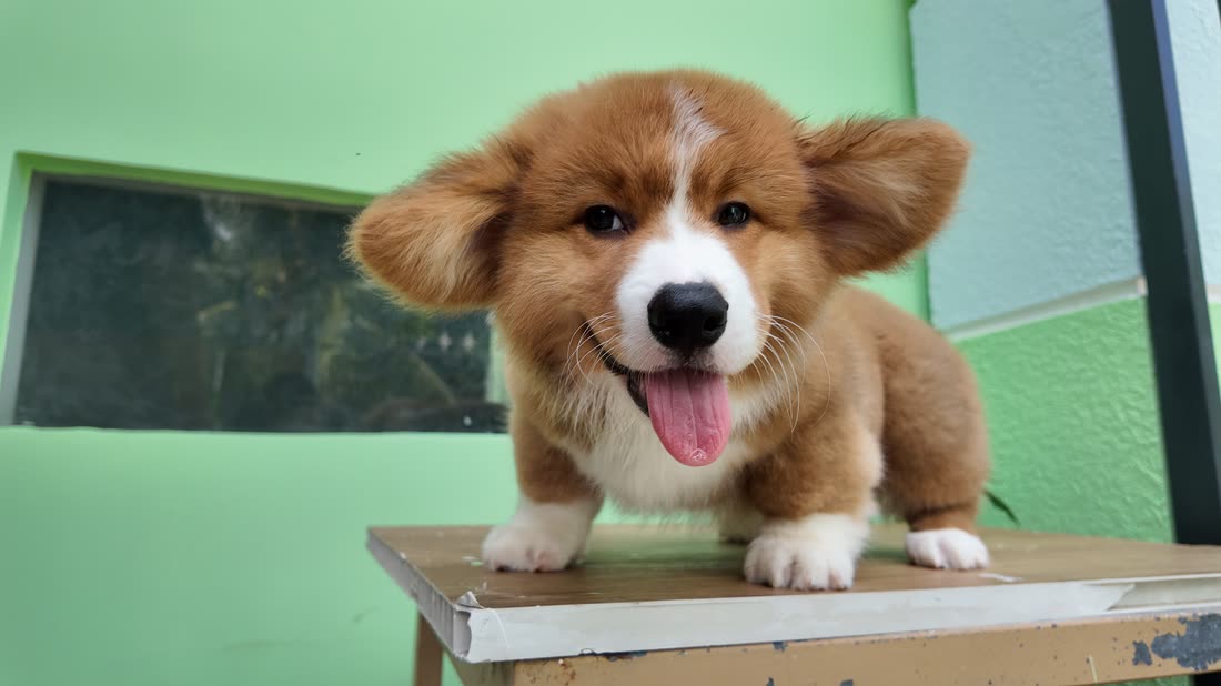 Cún Corgi con tại AK Farm