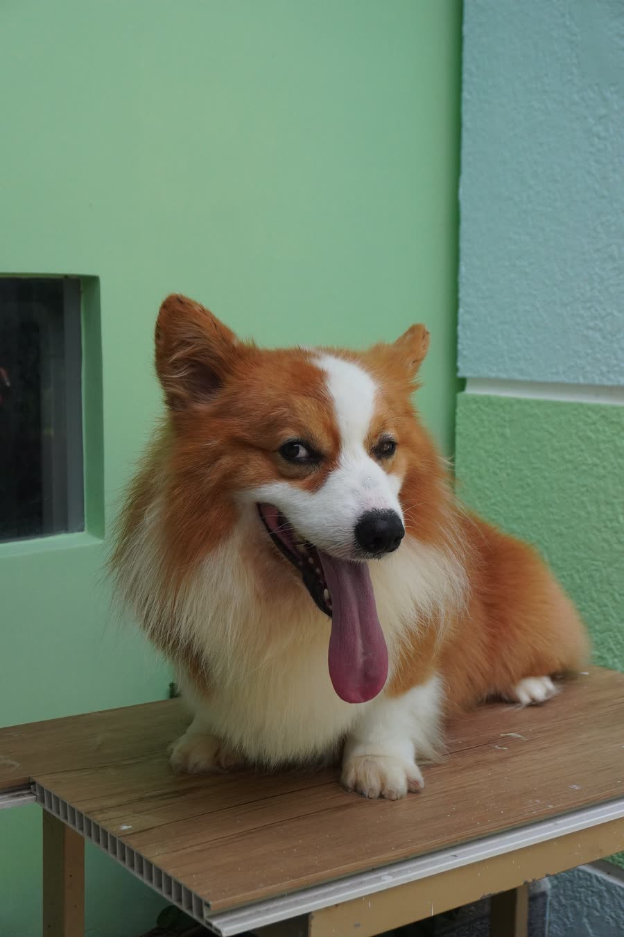 Chó Corgi tại khu lưu trú AK Farm
