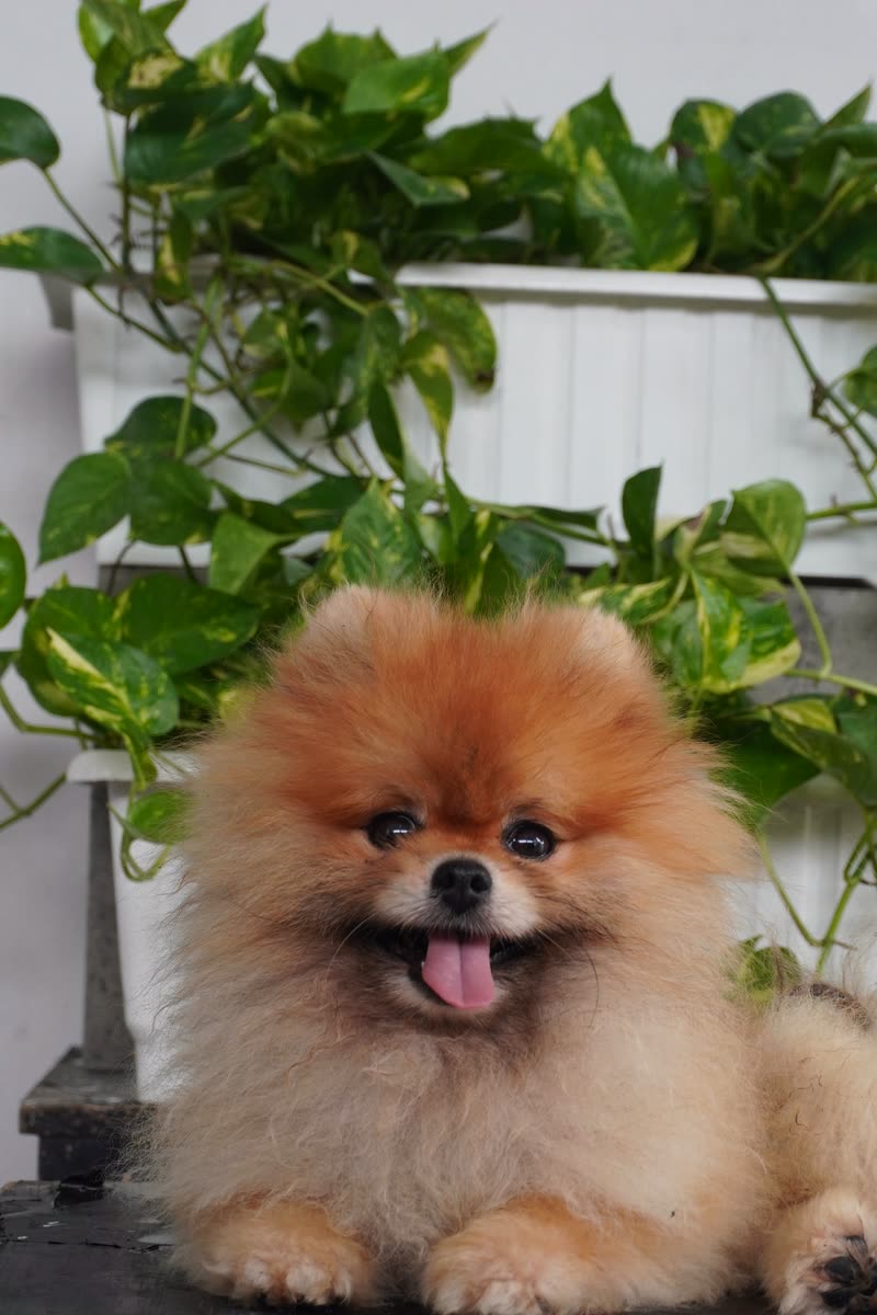 MG – Pomeranian đực