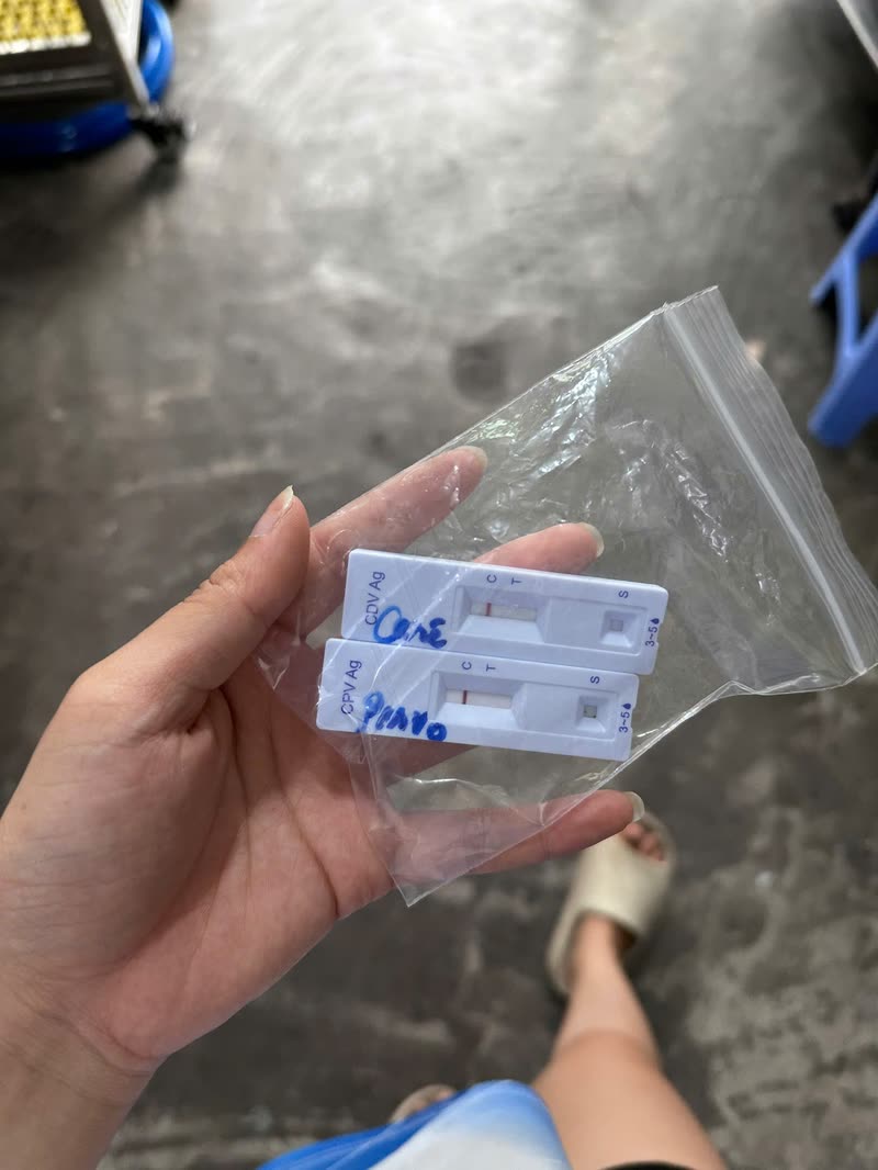 Que test nhanh Care (CDV Ag) và Parvo (CPV Ag)