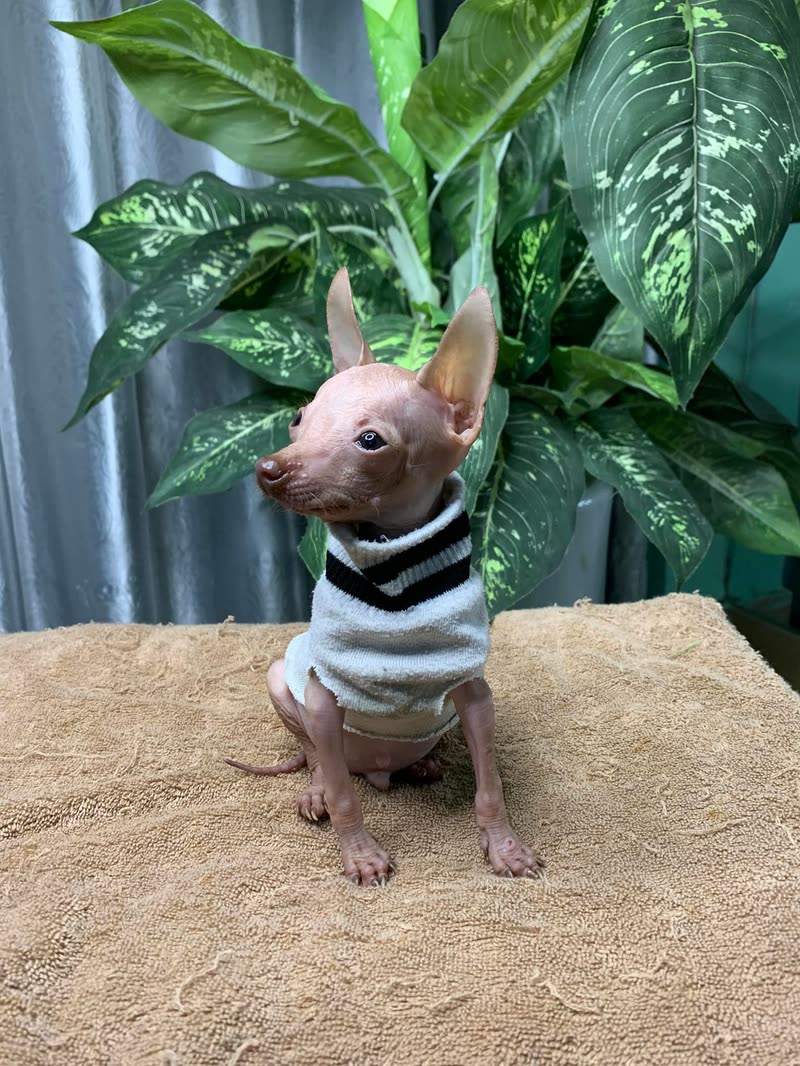 Chó giống Trụi